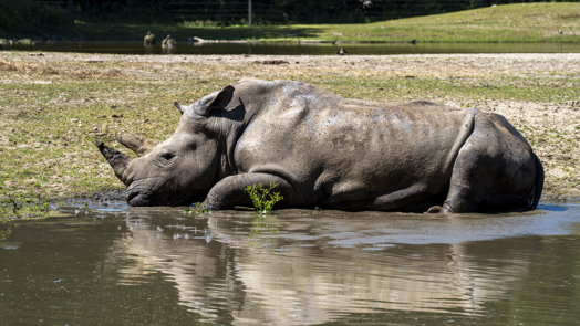 Zootiere suchen Abkühlung bei Hitze