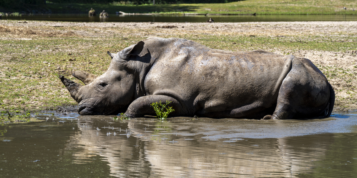 Zootiere suchen Abkühlung bei Hitze
