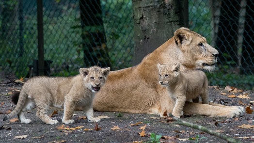 Besondere Tiertransporte: der Löwe