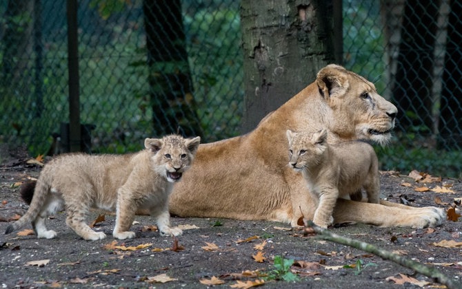 Besondere Tiertransporte: der Löwe